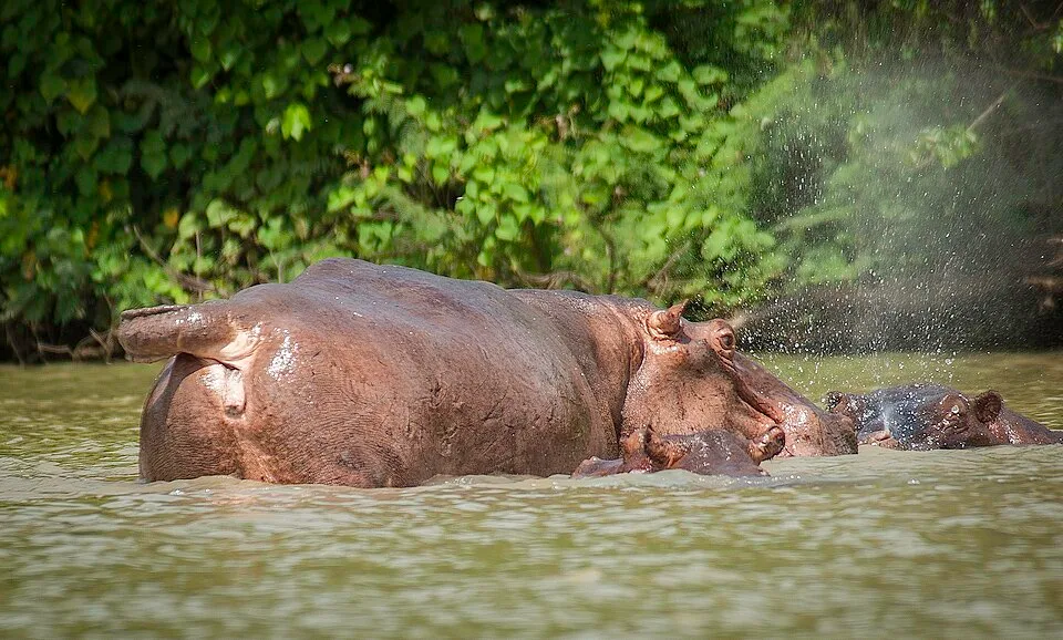 The Wechiau Community Hippopotamus Sanctuary on the Black Volta
