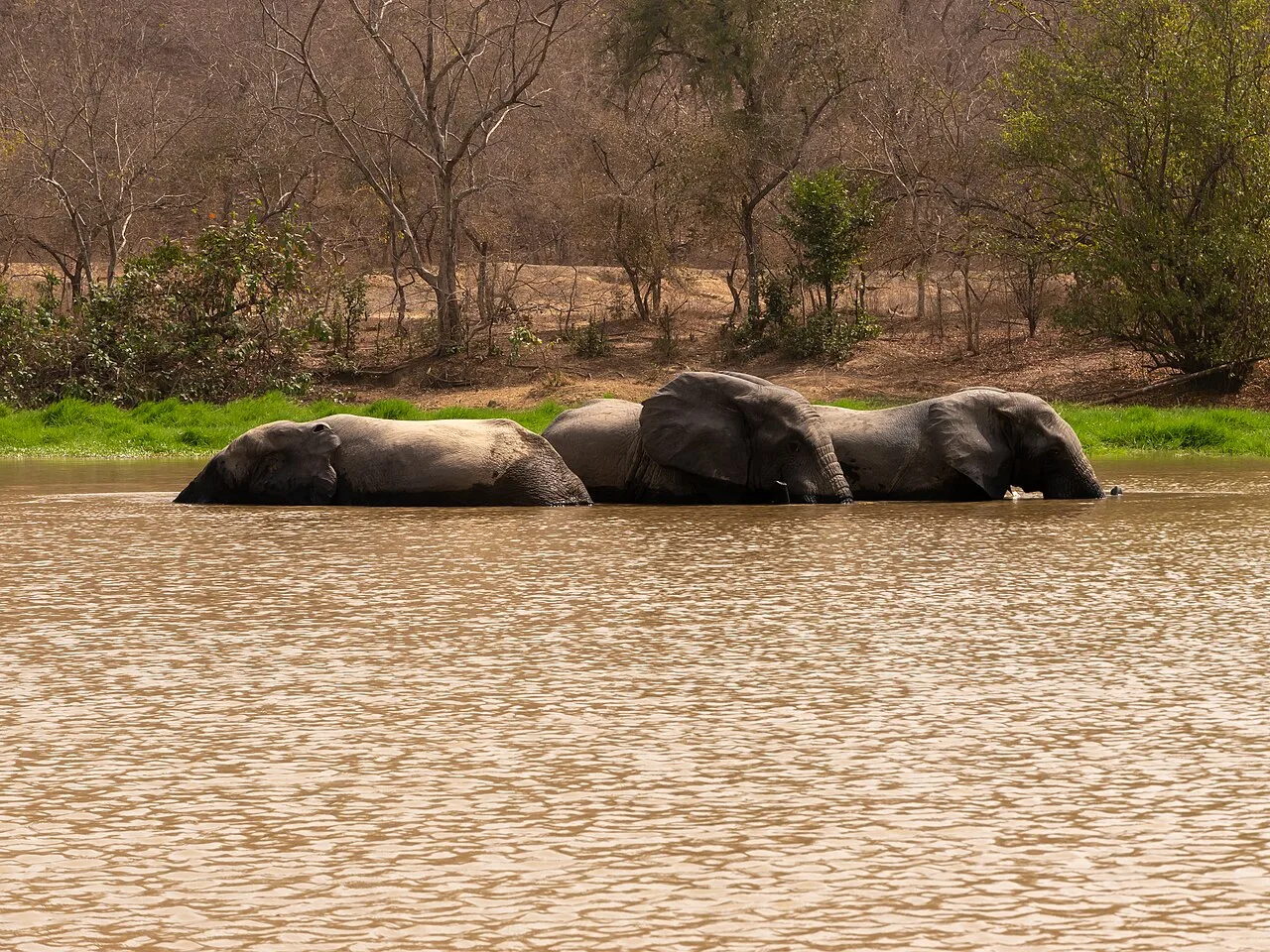 Three elephants bathing in Mole National Park, Northern Ghana