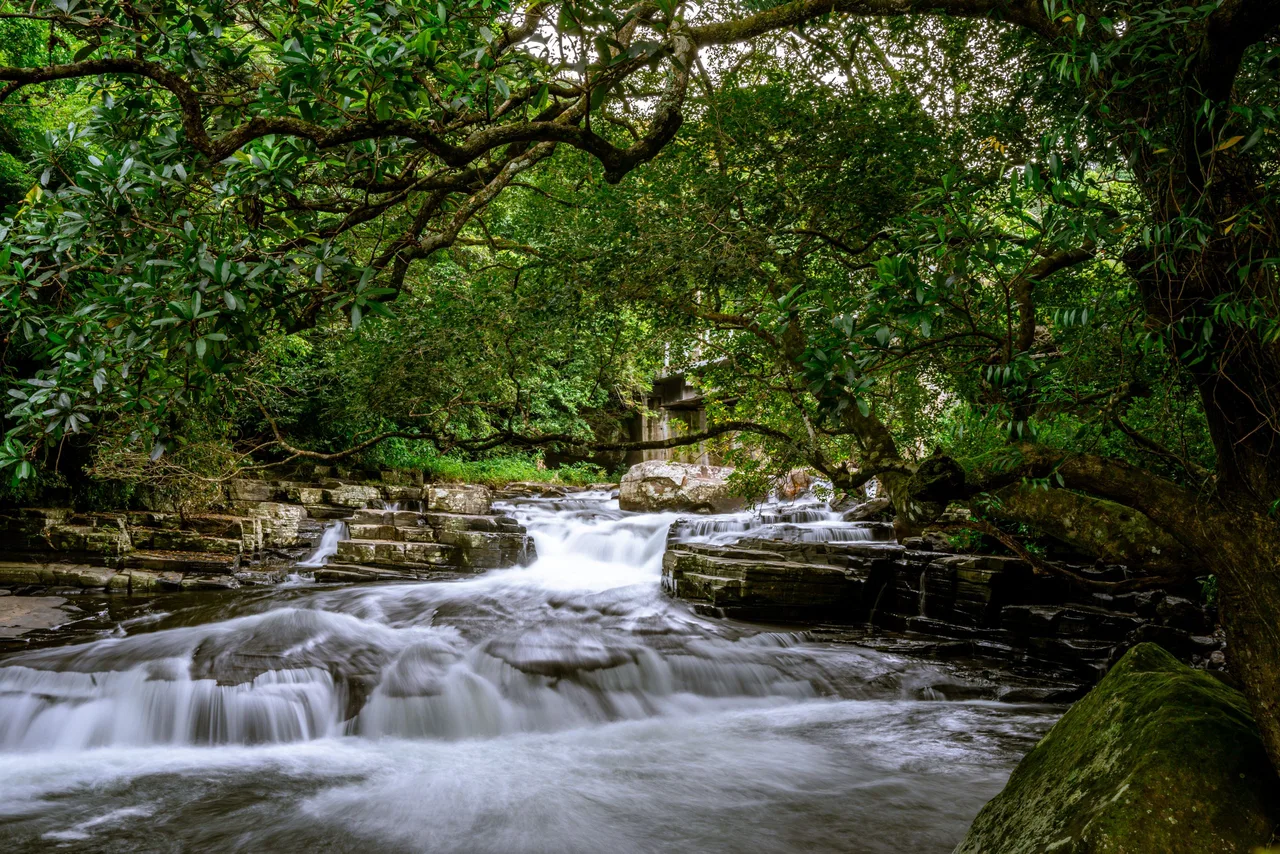 Sui River Forest Reserve (illustrative image)