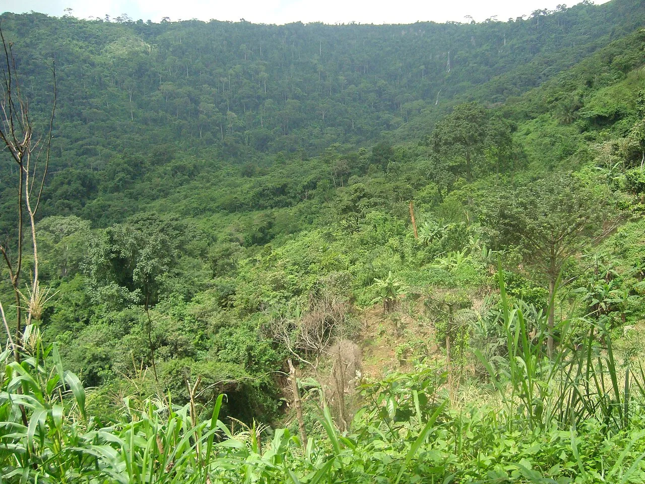 Krokosua Hills Forest Reserve