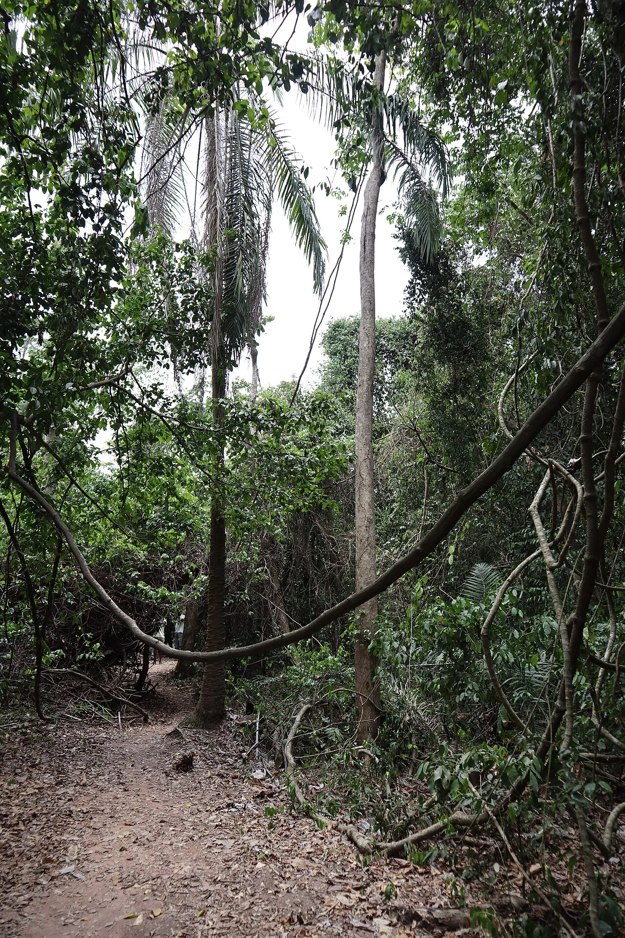 Tafi Atome Monkey Sanctuary