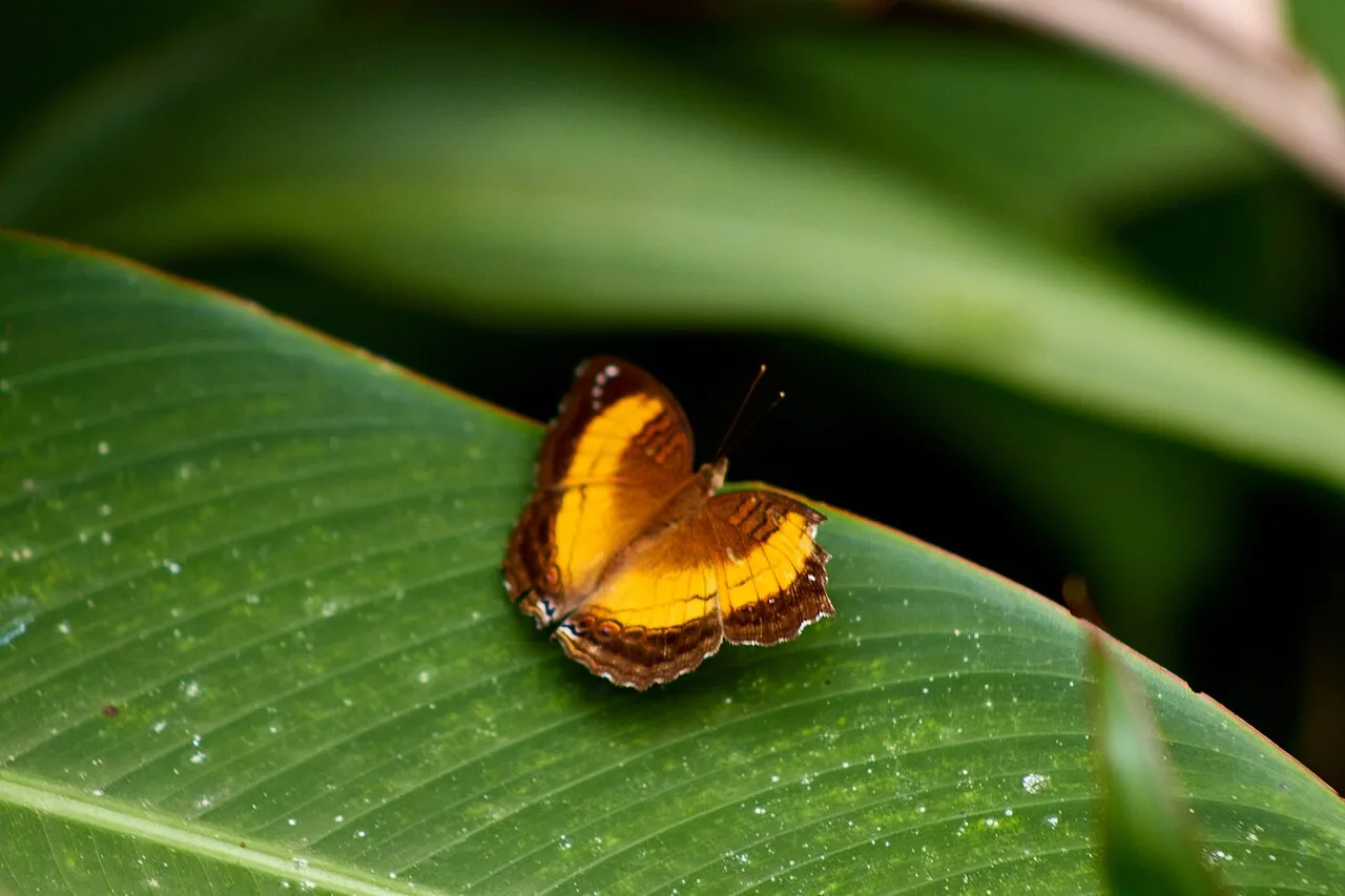 Bobiri Forest and Butterfly Sanctuary