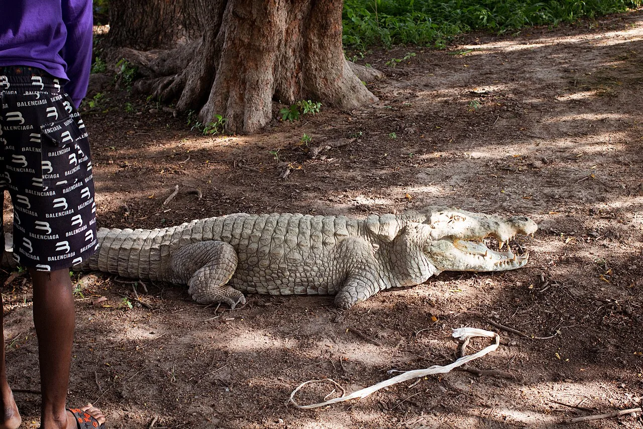Crocodile resting under a tree at Paga crocodile pond