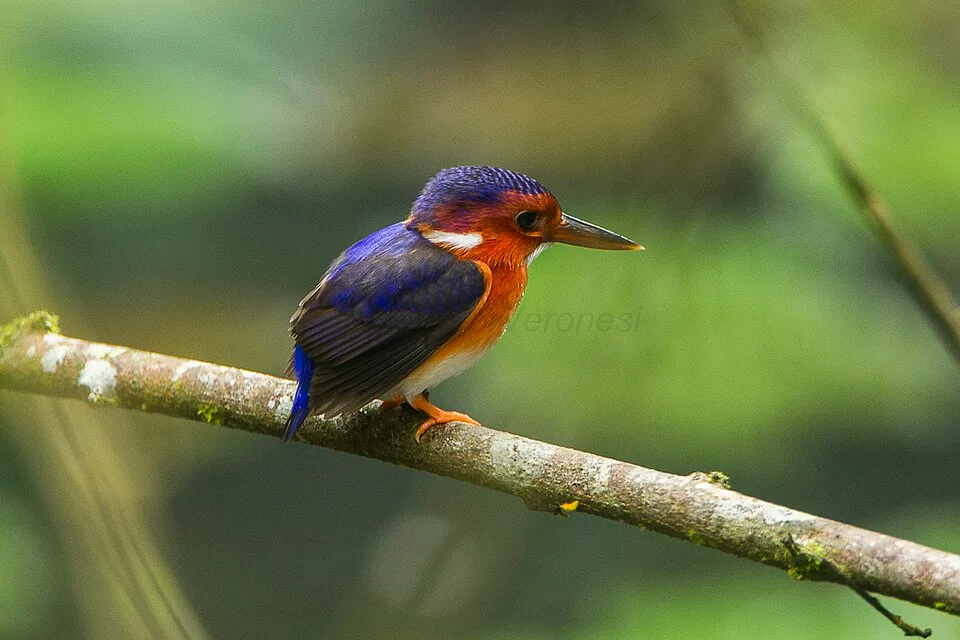 A White-bellied Kingfisher (Corythornis leucogaster) in the Ankasa Conservation Area (Ghana)